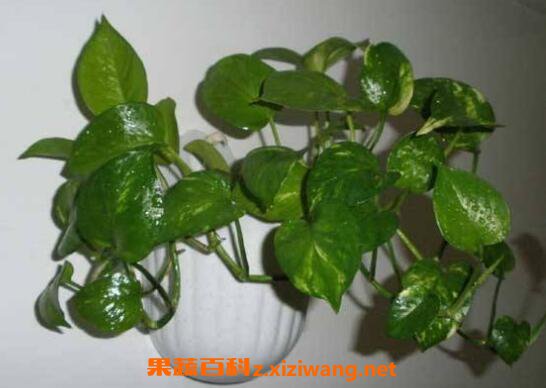 绿萝怎么繁殖 绿萝的繁殖方法教程