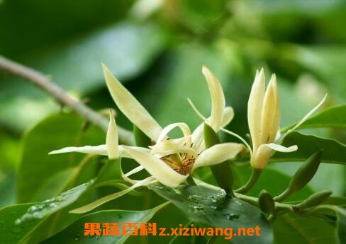 白兰花怎么养 白兰花的养殖方法