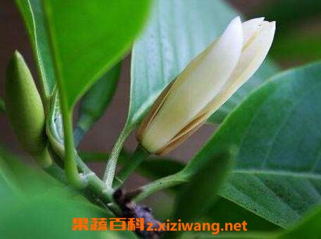 白兰花怎么养 白兰花的养殖方法