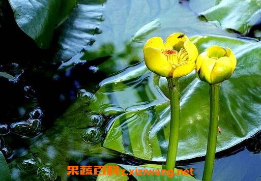 萍蓬草图片 萍蓬草的功效和药用价值