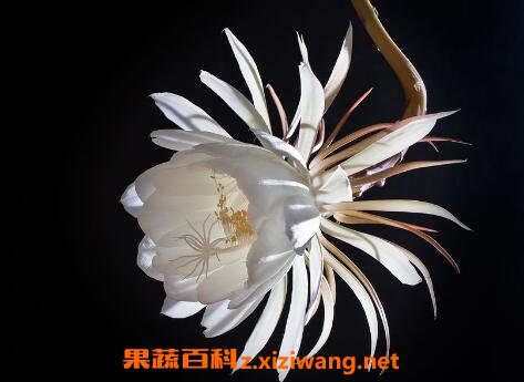 昙花花后如何处理 昙花干叶怎么处理