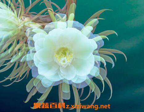 昙花花后如何处理 昙花干叶怎么处理