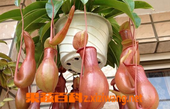 猪笼草的养殖方法与注意事项