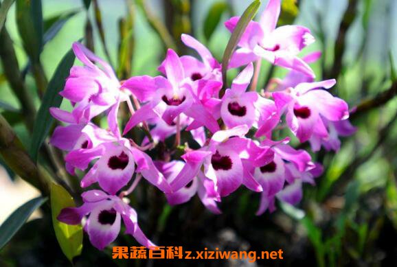 金钗石斛如何种 金钗石斛的种植技术