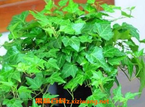 常春藤怎么养 常春藤的养殖方法