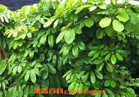 大叶伞怎么养 大叶伞的养殖方法