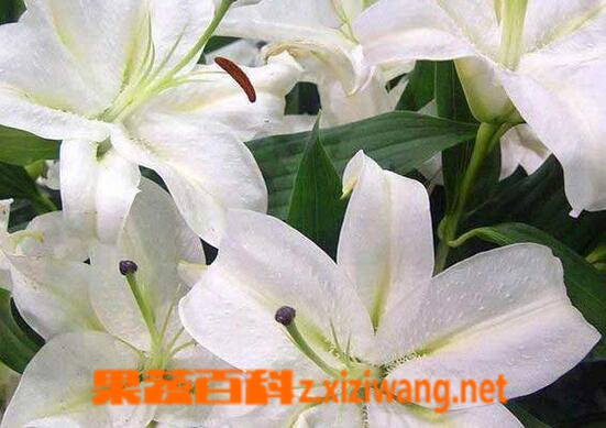 百合花叶子发黄怎么办