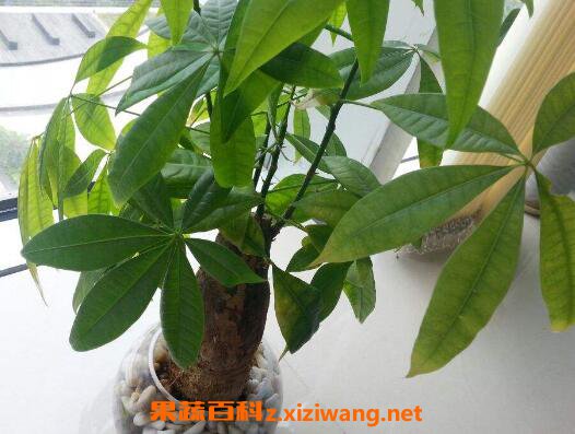 发财树怎么养才茂盛 发财树怎么养才长得好