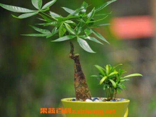 发财树怎么养才茂盛 发财树怎么养才长得好