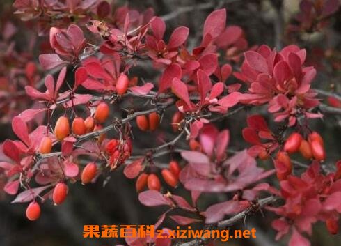 紫叶小檗的用途和应用