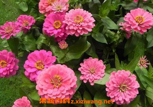 最好养活的草本花有哪些