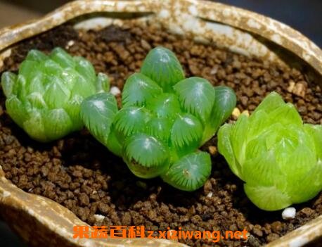 多肉植物玉露怎么养 玉露的养殖方法