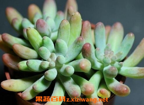 多肉植物怎么养 多肉植物的养殖方法技巧