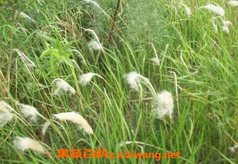 白茅花的作用与功效