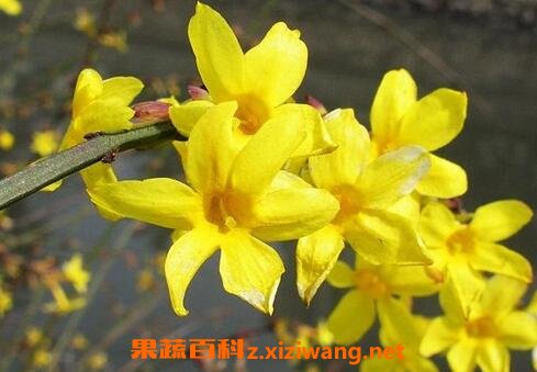 迎春花的养殖方法与注意事项