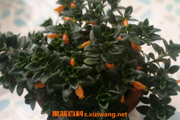 金鱼吊兰的功效与作用 金鱼吊兰的药用功效