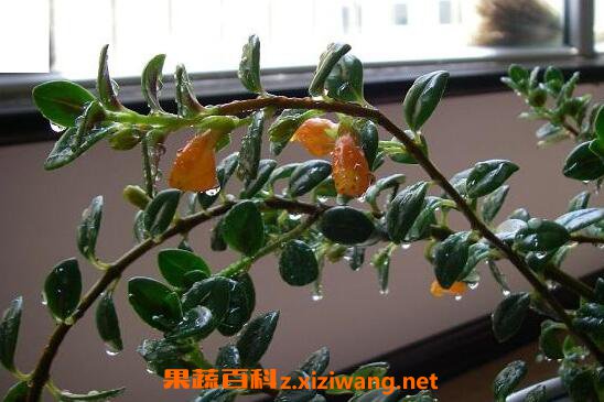 金鱼吊兰的功效与作用 金鱼吊兰的药用功效