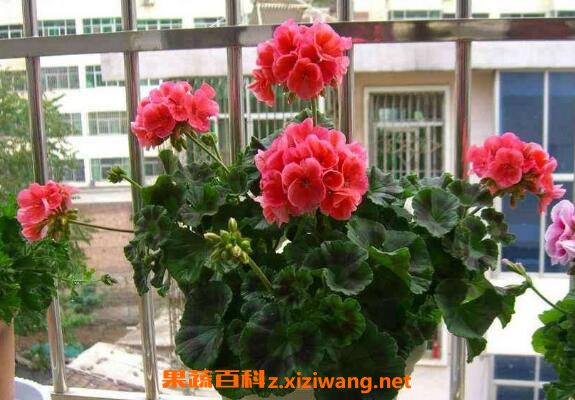 天竺葵怎么能养好 养殖天竺葵的注意事项