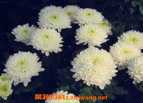 大白菊花的功效与作用