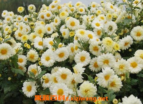 大白菊花的功效与作用