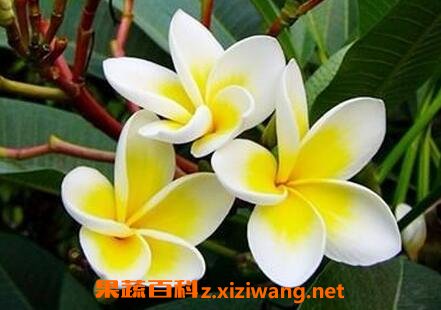 鸡旦花的功效与作用 鸡旦花的药用价值