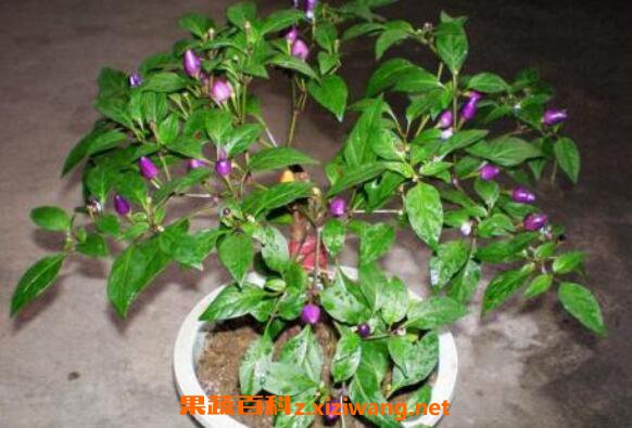 盆栽木槿花如何养 盆栽木槿花养殖方法
