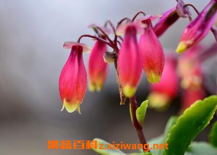 长寿宫灯的养殖方法和注意事项