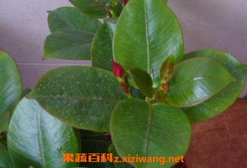 月季花叶的功效与作用 月季花叶的食用方法