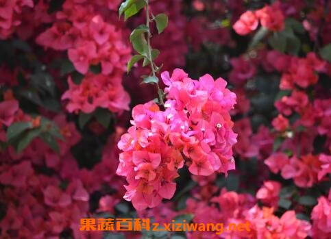 三角梅的养殖方法和注意事项