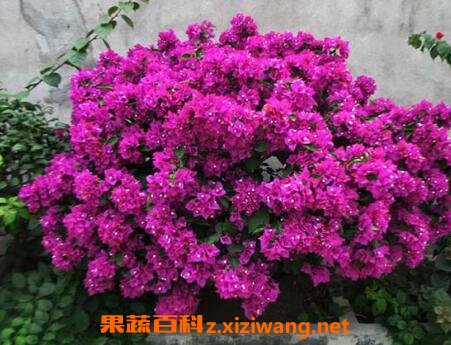 三角梅的养殖方法和注意事项