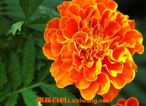 高粱菊花有什么药用价值