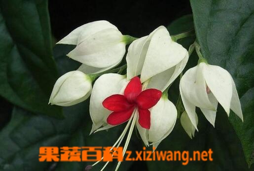 龙吐珠的养殖方法与注意事项