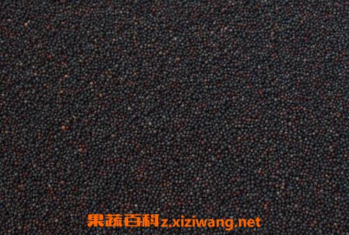 油菜花籽的作用与功效