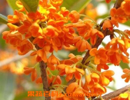 金桂花的养殖方法和注意事项