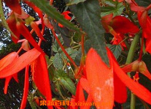 竹叶海棠花的养殖方法和养殖技巧