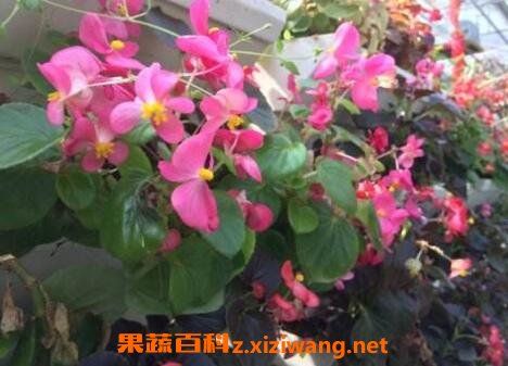竹叶海棠花的养殖方法和养殖技巧