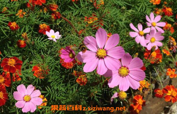 太阳花怎么养 太阳花的养殖方法和注意事项