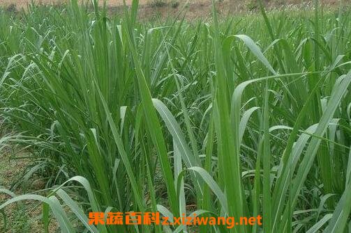 甜象草种植步骤图片 甜象草的病虫害防冶