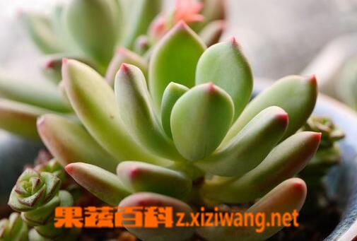 青星美人的养殖方法与注意事项