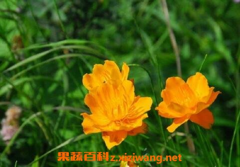 金莲花的常见功效有哪些 金莲花的药用价值