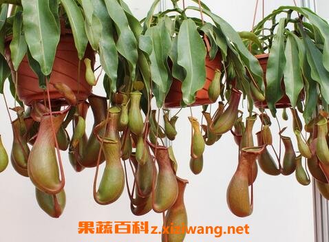 猪笼草如何养殖 猪笼草正确养殖方法