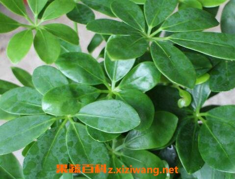 鸭爪花怎么养 鸭爪花的养殖方法