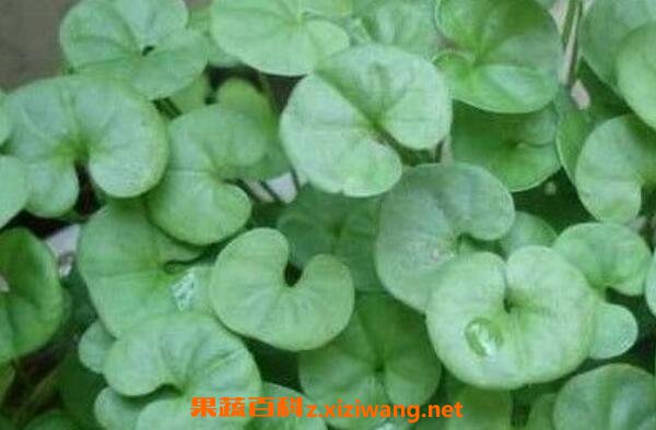 金钱草和铜钱草的区别 金钱草和铜钱草怎么区分