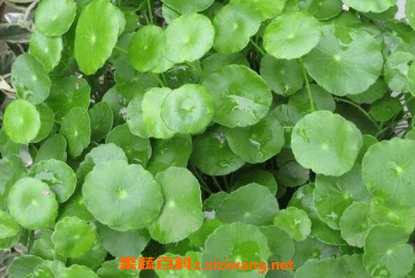 金钱草和铜钱草的区别 金钱草和铜钱草怎么区分