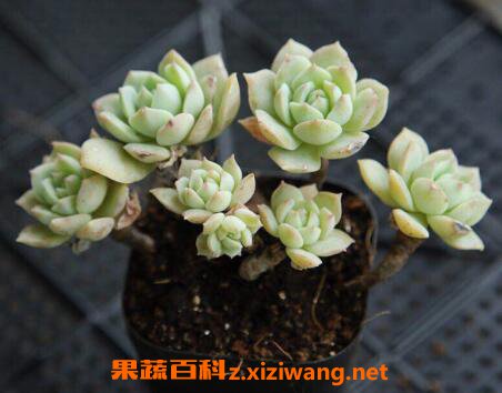 多肉植物怎么养 多肉植物的养殖方法