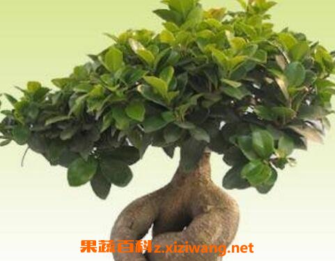 人参榕的养殖方法和注意事项