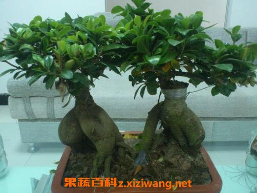 人参榕的养殖方法和注意事项