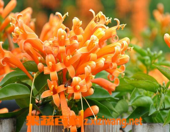 炮仗花的养殖方法与注意事项