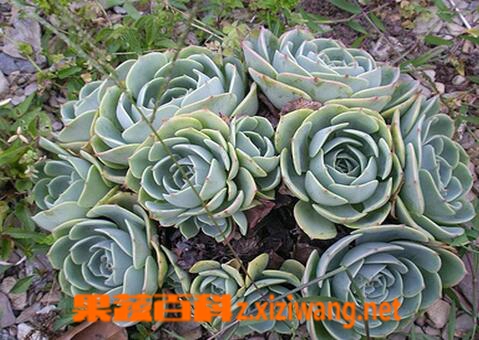 石莲花的功效与作用