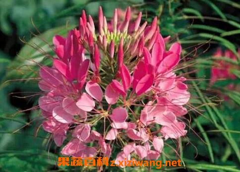 醉蝶花图片 醉蝶花的养殖方法